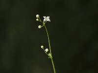 Galium rotundifolium 2, Saxifraga-Jan van der Straaten