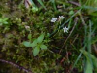 Galium rotundifolium 8, Saxifraga-Ed Stikvoort