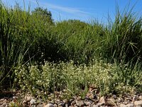 Galium saxatile 11, Liggend walstro, Saxifraga-Ed Stikvoort