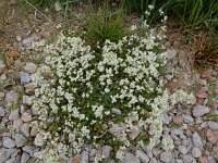 Galium saxatile 13, Liggend walstro, Saxifraga-Ed Stikvoort