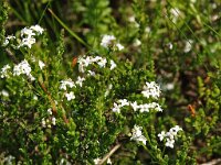 Galium saxatile 3, Liggend walstro, Saxifraga-Hans Dekker