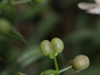 Galium spurium 1, Akkerwalstro, Saxifraga-Rutger Barendse