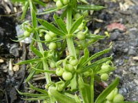 Galium tricornutum 1, Driehoornig walstro, Saxifraga-Rutger Barendse