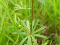 Galium uliginosum 3, Ruw walstro, Saxifraga-Rutger Barendse