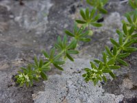 Galium verrucosum ssp verrucosum 2, Saxifraga-Ed Stikvoort