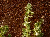 Galium verrucosum ssp verrucosum 3, Saxifraga-Ed Stikvoort