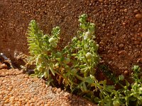 Galium verrucosum ssp verrucosum 5, Saxifraga-Ed Stikvoort