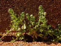Galium verrucosum ssp verrucosum 7, Saxifraga-Ed Stikvoort