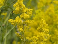Galium verum 45, Geel walstro, Saxifraga-Jan Nijendijk