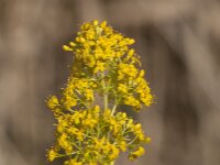 Galium verum 46, Geel walstro, Saxifraga-Jan van der Straaten