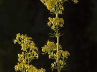 Galium verum ssp verum 2, Geel walstro, Saxifraga-Jan van der Straaten