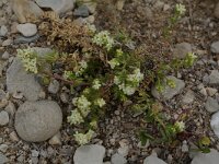 Galium x carmineum