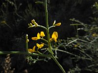 Genista fasselata ssp fasselata 1, Saxifraga-Ed Stikvoort