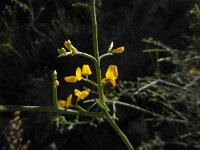 Genista fasselata