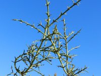 Genista fasselata ssp fasselata 4, Saxifraga-Ed Stikvoort