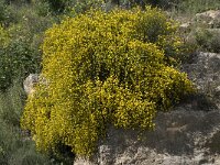 Genista florida