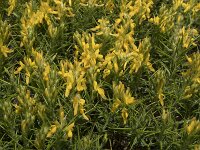 Genista hirsuta 60, Saxifraga-Willem van Kruijsbergen