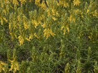 Genista hirsuta 61, Saxifraga-Willem van Kruijsbergen