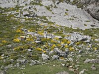 Genista legionensis 11, Saxifraga-Willem van Kruijsbergen