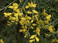 Genista legionensis 2, Saxifraga-Willem van Kruijsbergen