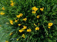 Genista legionensis 21, Saxifraga-Ed Stikvoort : Espinama - Fuente Dé - Regugio de Aliva s9900