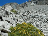 Genista legionensis 22, Saxifraga-Ed Stikvoort : Espinama - Fuente Dé - Regugio de Aliva s9900