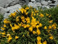 Genista legionensis 24, Saxifraga-Ed Stikvoort : Espinama - Fuente Dé - Regugio de Aliva s9900