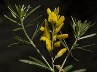 Genista linifolia 5, Saxifraga-Willem van Kruijsbergen