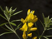 Genista linifolia 7, Saxifraga-Willem van Kruijsbergen