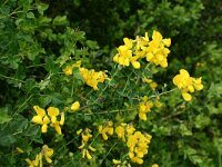 Genista sessilifolia 2, Saxifraga-Dirk Hilbers
