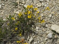Genista tinctoria 13, Verfbrem, Saxifraga-Willem van Kruijsbergen