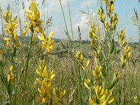 Genista tinctoria 19, Verfbrem, Saxifraga-Jan Willem Jongepier