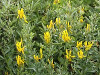 Genista tinctoria 20, Verfbrem, Saxifraga-Peter Meininger