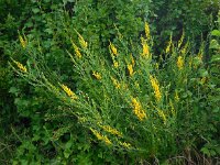 Genista tinctoria 24, Verfbrem, Saxifraga-Ed Stikvoort