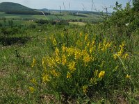 Genista tinctoria 32, Verfbrem, Saxifraga-Rutger Barendse