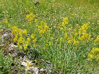 Genista tinctoria 40, Verfbrem, Saxifrga-Hans Grotenhuis