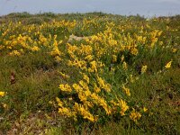 Genista tinctoria 46, Verfbrem, Saxifraga-Ed Stikvoort