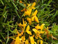 Genista tricuspidata