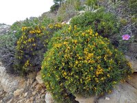 Genista tricuspidata 2, Saxifraga-Ed Stikvoort