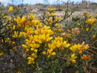 Genista tridentata 1, Saxifraga-Ed Stikvoort