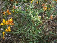 Genista tridentata 2, Saxifraga-Ed Stikvoort