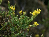 Genista tridentata 3, Saxifraga-Dirk Hilbers