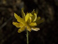 Genista umbellata