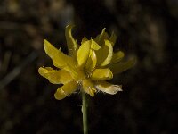 Genista umbellata 1, Saxifraga-Jan van der Straaten