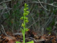 Gennaria diphylla 10, Saxifraga-Ed Stikvoort