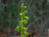 Gennaria diphylla 11, Saxifraga-Ed Stikvoort