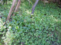 Gennaria diphylla 15, Saxifraga-Michiel Drok