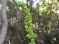 Gennaria diphylla 17, Saxifraga-Michiel Drok