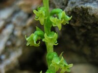 Gennaria diphylla 2, Saxifraga-Ed Stikvoort