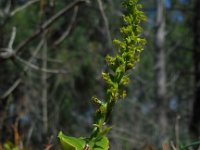 Gennaria diphylla 3, Saxifraga-Ed Stikvoort